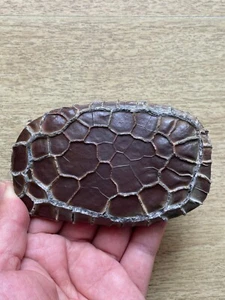 250 g Hermosa piedra natural patrón trasero tortuga piedra moire piedra paisaje - Imagen 1 de 24