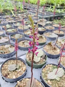 Zwiebel terrestrisch Crepidium klimkoanum Orchidee neue Arten selten + PHYTO Ceritficat - Bild 1 von 7