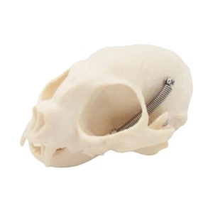Modello anatomico teschio gatto testa di gatto modello scheletro anatomico testa di gatto osso - Foto 1 di 8