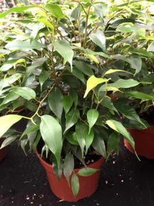 Ficus Benjamina Birkenfeige Energiepflanze Luftreiniger Büropflanze - Bild 1 von 6