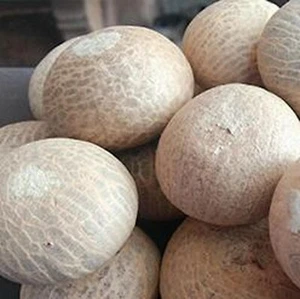 Supari big  nuts  whole  areca nut Betel Nuts - Picture 1 of 3