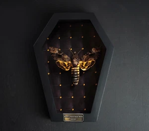 Real Death Head Moth Coffin Frame Taxidermy Bugs Spooky Gothic Decor - Picture 1 of 5