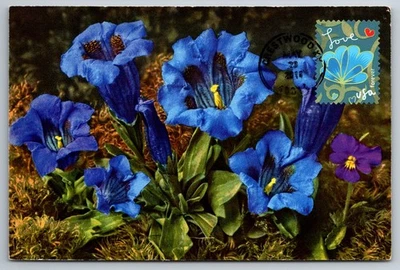 #4536 Garden of Love Blue Flower FDC Maxi Card - Image 1 of 2