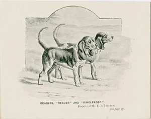 BEAGLE HOUNDS NAMED DOGS LITTLE ANTIQUE 1895 DOG ART PRINT - Picture 1 of 1