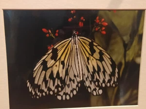 JOSEPH GEORGE LOESCH, PH. D. FOTOGRAFÍA MARIPOSA BLANCO Y NEGRO 12 x 16" COLOR - Imagen 1 de 4