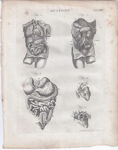 1800s ENCYCLOPEDIA? LOOSE ILLUSTRATION PAGE MALE ABDOMINAL ANATOMY - Picture 1 of 1