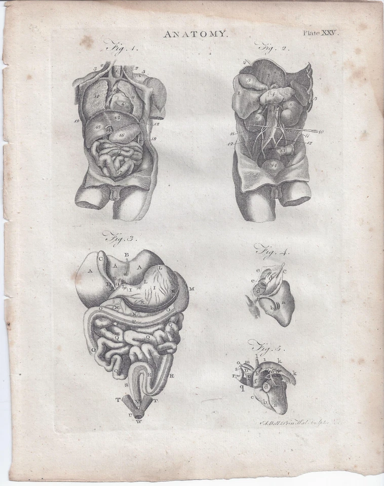 1800s ENCYCLOPEDIA? LOOSE ILLUSTRATION PAGE MALE ABDOMINAL ANATOMY - Image 1 of 1