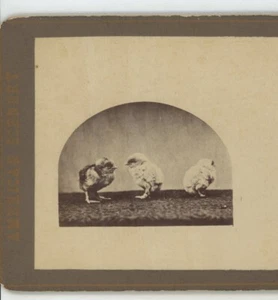 Süße Baby Küken American Scenery Stereoansicht - Bild 1 von 4