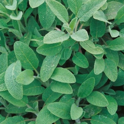 Sage Seeds - 50 Fresh Sage Garden Herb Seeds for Grow Plant Indoors Outdoors UK - Image 1 of 4