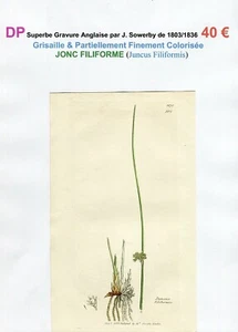 XIX ème - JONC FILIFORME (Juncus Filiformis) Superbe Gravure de 1803/1836  - Picture 1 of 2