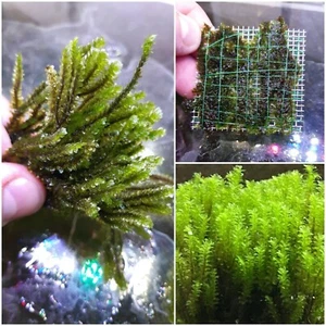 Rare Moos Moosgitter (Distichophyllum sp. "Rare Moss") Pflanze Garnelen Aquarium - Bild 1 von 2