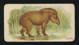 1909 E28 Philadelphia Caramel Co ZOO CARDS (Like N21 Quadrupeds) -TAPIR - Picture 1 of 2