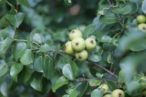 Wild Pear - Plug-Grown Seedlings (10-Pack) - Picture 1 of 3
