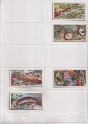 PLAYER'S - WONDERS OF THE DEEP - NO. 39 ANEMONES - TYPE CARD - ISSUED 1904 - Image 1 of 2