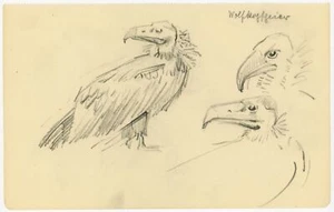 desconocido - buitre cabeza de lana - dibujo a lápiz - o.J. - Imagen 1 de 1