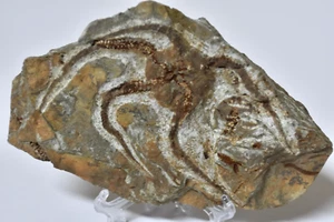 Ordovician Starfish Fossil – 488–433 Million Years Old – Moroccan Fossil 6" Size - Picture 1 of 3