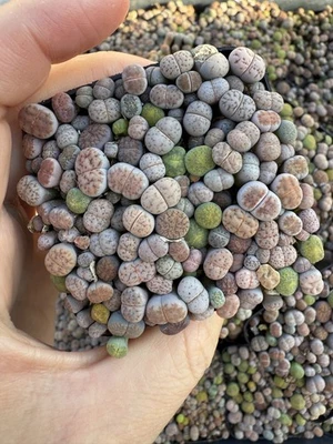 Live Plants | (0.1-0.3”)50-60 pcs Lithops , Living Stone, shipped with 2” pot  - Image 1 of 4