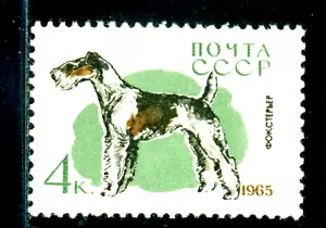 Russia 1965 Fox terrier dog, Hound, hund, Mi. 3023, MNH - Picture 1 of 1
