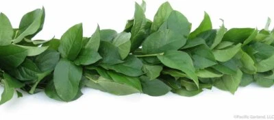 Salal Garland / Wholesale / Grower Direct - Photo 1/2