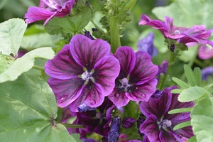 SAMEN Blüten Samen Saatgut selten Garten Balkon MAURETANISCHE-MALVE Blumenkübe - Bild 1 von 1