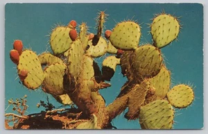 Postal de cactus espinoso pera - Imagen 1 de 2