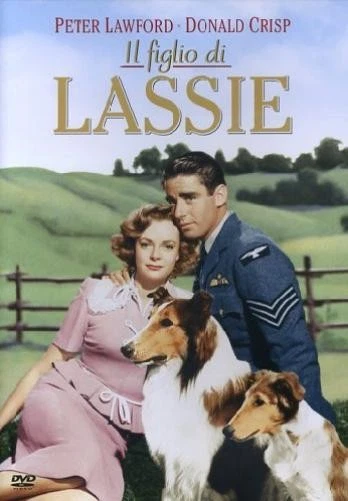 Lassie - Il Figlio Di Lassie (DVD) peter lawford leon ames - Imagen 1 de 1