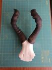Real Red Hartebeest Horns Skull Plate / Taxidermy Animal Oddities Antlers 