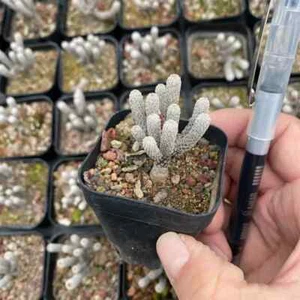 1 PIEZA Múltiples Cabezas Turbinicarpus Minimus Hermoso Jardín Exterior Rara Plantación - Imagen 1 de 11