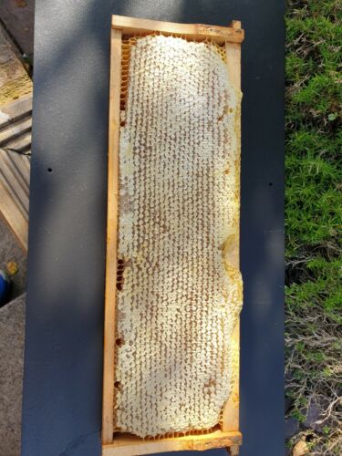 Raw Honeycomb Full Frame (2.3kg ) 2023  NEW HARVEST - ORGANIC HONEY- Wildflower