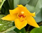 Promenea Species ´Pure Gold´ NEW im Topf blühend Orchidee Orchideen Epidendrum