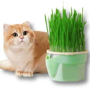 Caja de hierba para gatos fácil de cultivar maceta reutilizable sin suelo caja de plantación gatos de interior - Imagen 1 de 12
