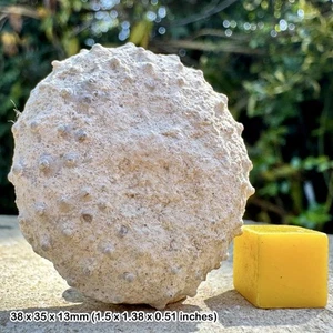 Phymosoma magnificum Regular Echinoid Fossil, Kampanstadium, Kreidezeit - Bild 1 von 1