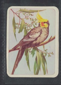 COCKATIEL - 50 + year old Aus Trade Card # 117 - Picture 1 of 2