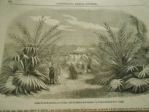Gravure 1853 - Jardin d'eesaude Hamma près d'Alger allée de Dattiers - Picture 1 of 1
