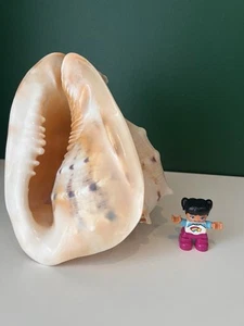 Sea shell natural Cassis Cornuta Conch Decorative Collectible Big size large - Picture 1 of 9