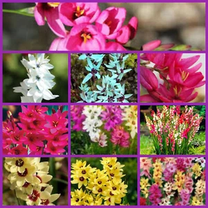 Mixed IXIA Hybrida Flower Bulbs Yellow Pink Jade White Cream Easy Grow Free Post - Picture 1 of 1