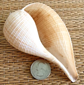 1 - 4-1/4" FICUS GRACILIS MUSCHEL - EINSIEDLERKRABBE ODER SAMMLUNG - Bild 1 von 5