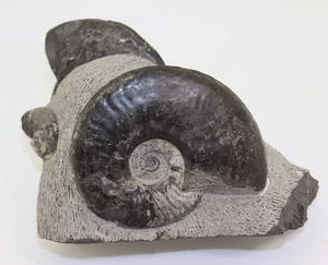 Ammonit, Protogrammoceras paltum, Jura, Toarc, Riffian Ridges, Marokko -m193 - Picture 1 of 7