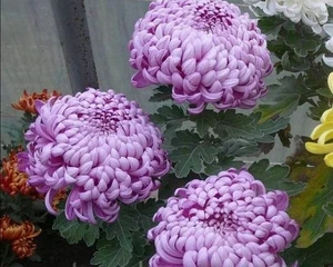 0078A Riesen Chrysanthemum purple 5 Samen Chrysantheme Winterpflanze - Bild 1 von 1