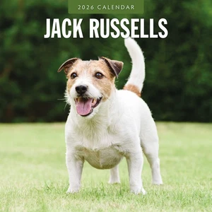 Jack Russells 2026 quadratischer Wandkalender - Bild 1 von 6