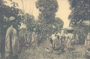 Französische Kolonien MAYOTTE Vanilleernte 1910er Jahre PC - Bild 1 von 2