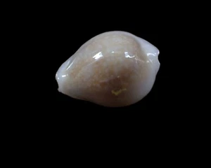 Sea shell - Cypraea miliris calloused from 28 m.m. f+++ - Picture 1 of 5