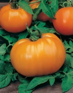 Semillas de tomate "Naranja" (50 unidades) - Imagen 1 de 4