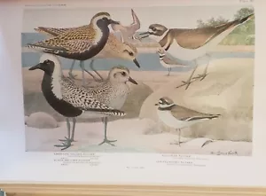 1936 BIRDS OF AMERICA by T. GILBERT PEARSON First Edition Garden City Books - Picture 1 of 8