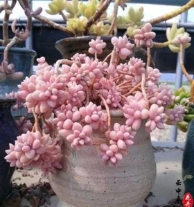 Pink Delight small *cutting* 1.5cm diameter Sedum 🏵️limited one buy - Picture 1 of 7