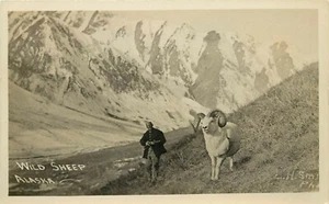 c1910 RPPC Hombre con Rifle y Ovejas Wild Dall/Ovejas Cimarrón de Alaska Foto AK Smith - Imagen 1 de 2