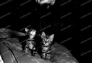 Negativ-1920 /1930-stuttgart-old man-young-cat-cats-grandpa-Katzen-katze-1