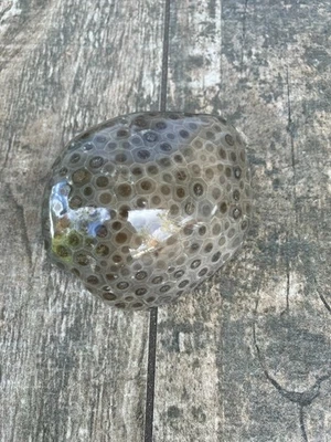 Hermosa piedra Petoskey pulida fósil lago Michigan coral ojo oscuro 10,6 oz Foto 1 de 2