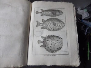 PANCKOUCKE  ICHTCHYOLOGIE POISSONS  GRAVURE ORIGINALE DE  1788    22 X 31 Cms - Imagen 1 de 1