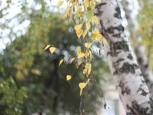 PETZVAL Helios 44m-4 Modifiziertes Fotoobjektiv 🎥 2/58mm + Adapter - Bild 1 von 12